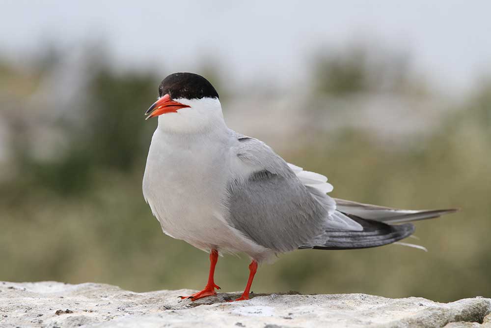 Common tern