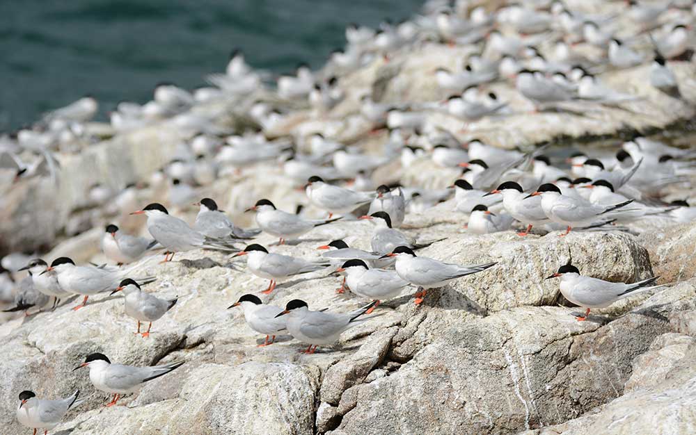 Mixed tern colony