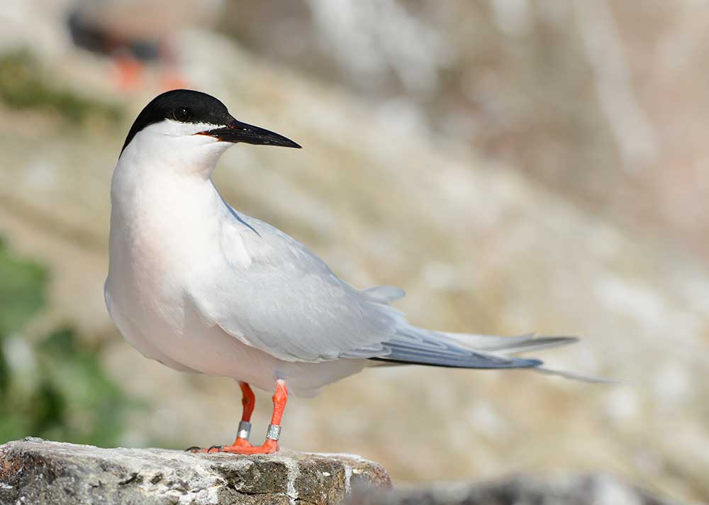 Roseate tern