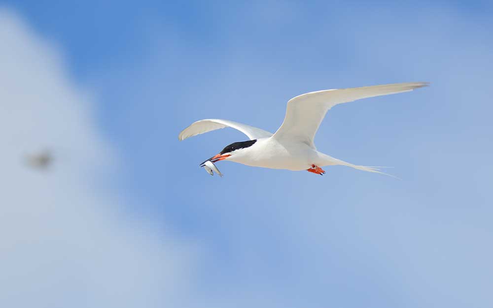 Tern diet