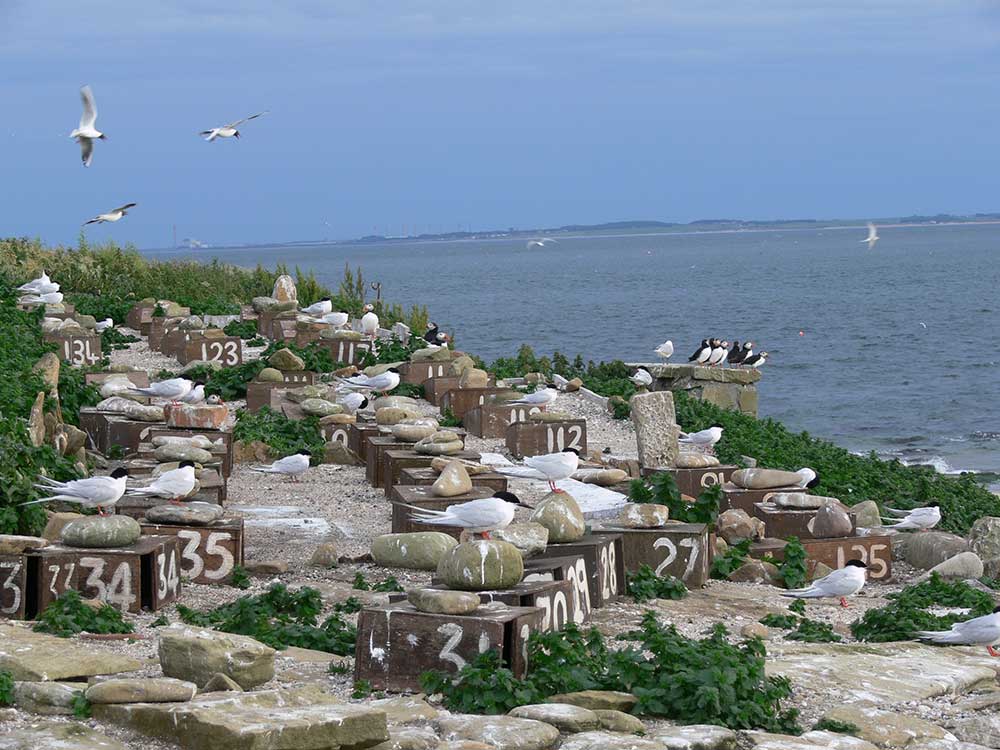 Roseate tern terraces