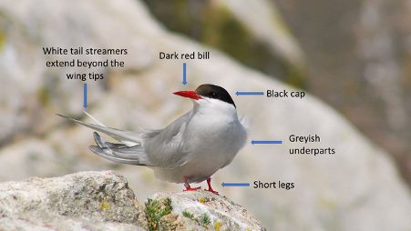 Arctic tern