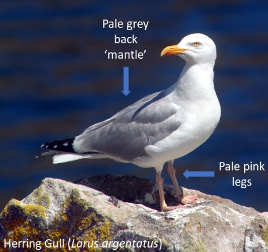 Herring Gull