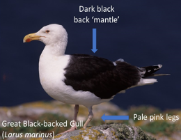 Great Black-backed Gull