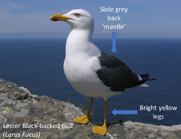 Lesser Black-backed Gull