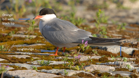 Common Tern