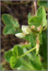 Birds Foot Clover