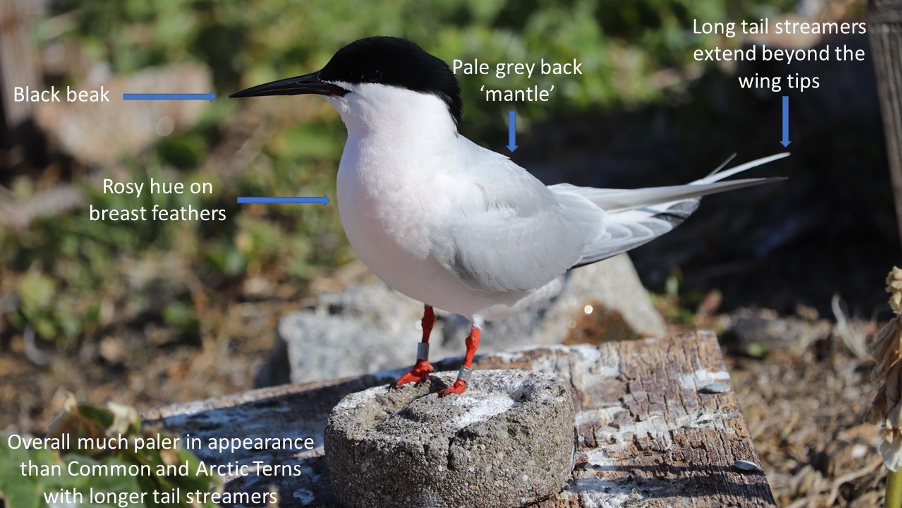 Roseate Tern