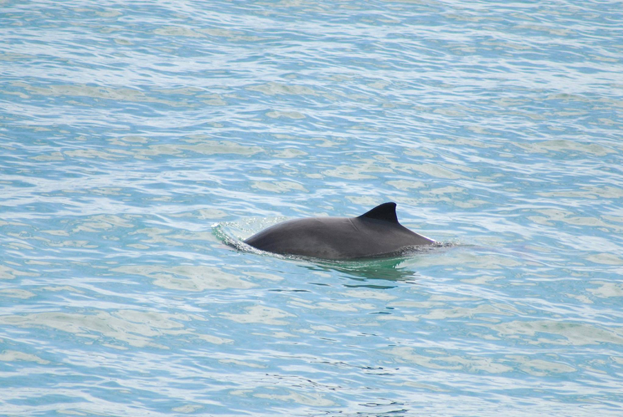 Habour Porpoise