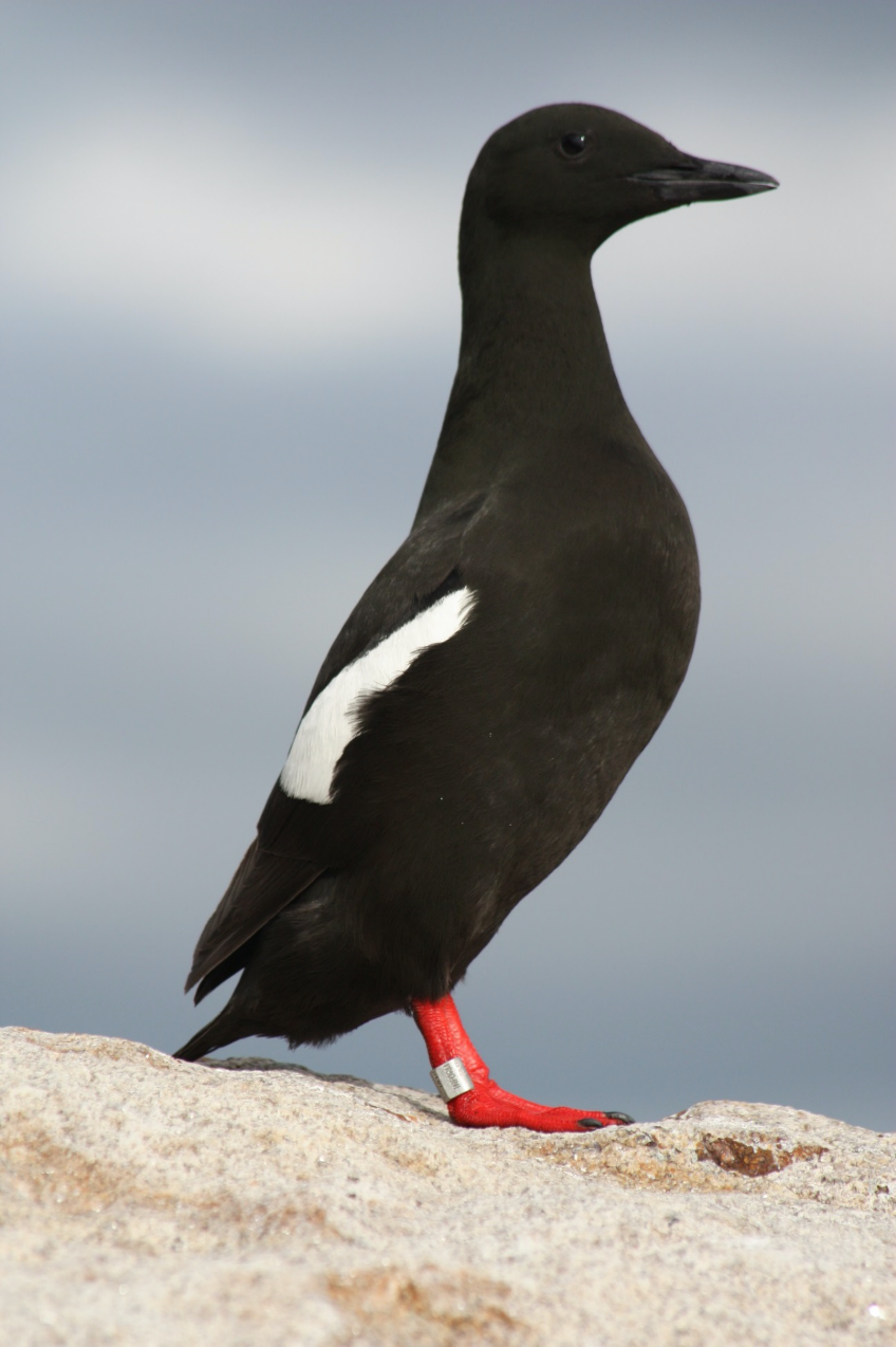 Black Guillemot