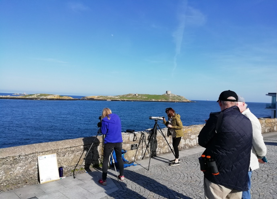 Dalkey tern watchers