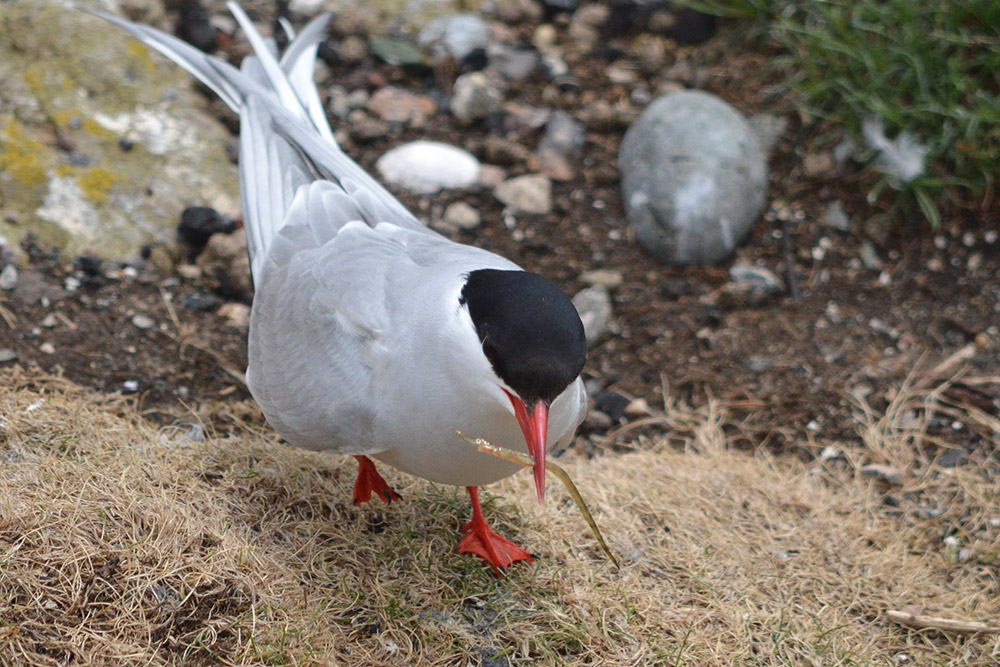 Arctic tern with pipefish