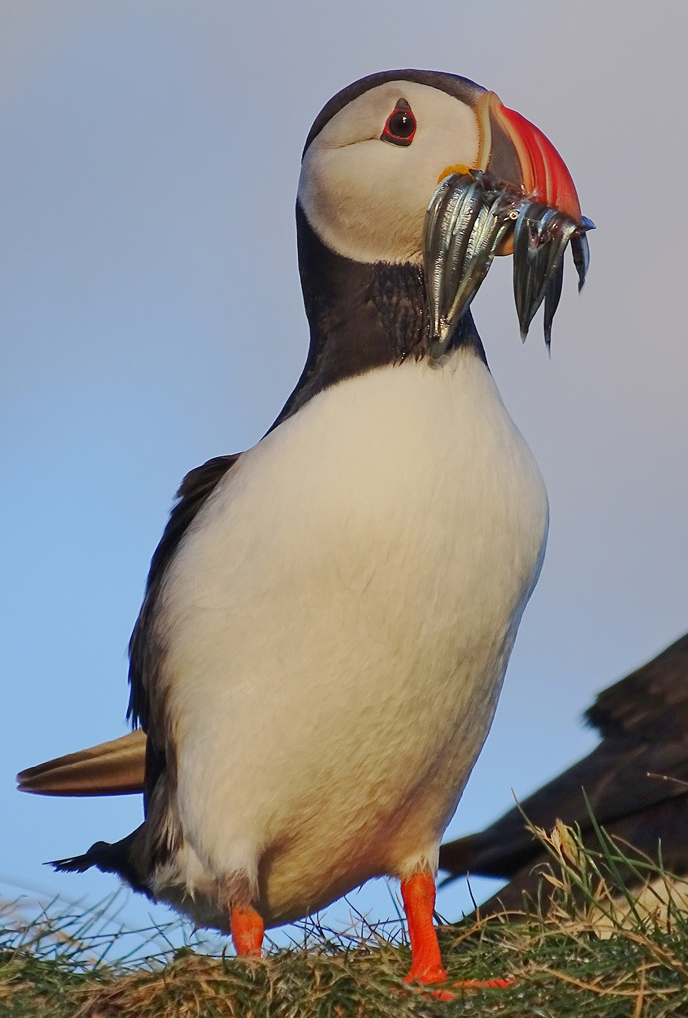 Puffin with a beak full of sandeels