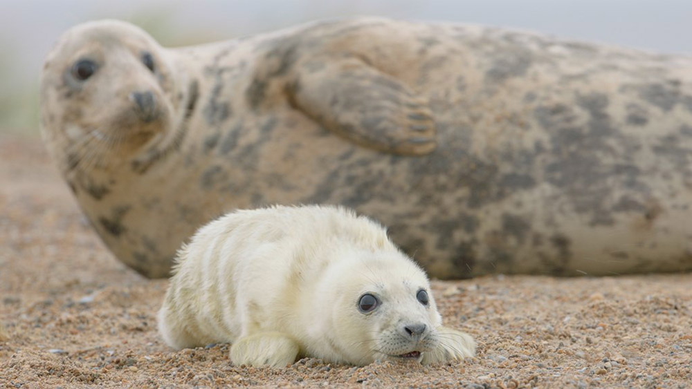 Grey seal adult female and pup