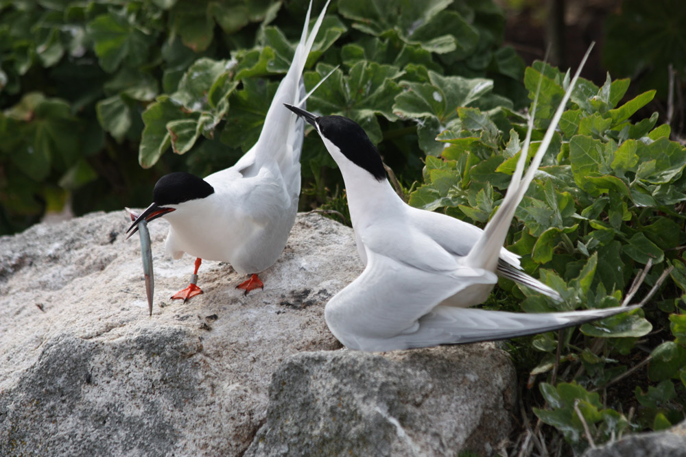 Courting roseate terns with a sandeel