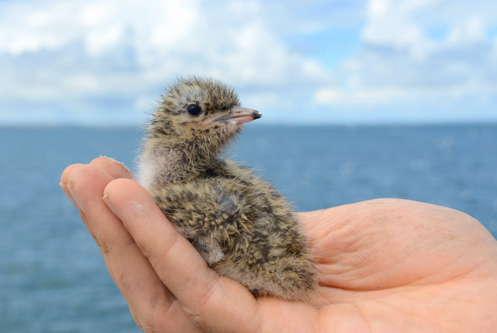 Roseate tern chick