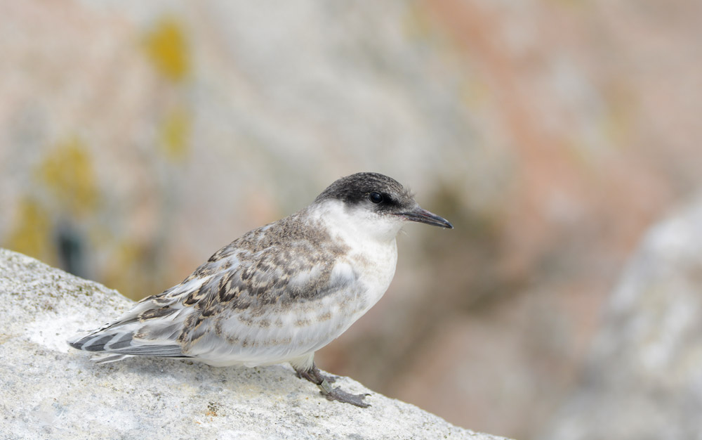 Roseate tern fledgling