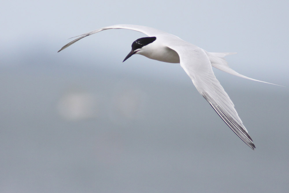 Roseate tern foraging