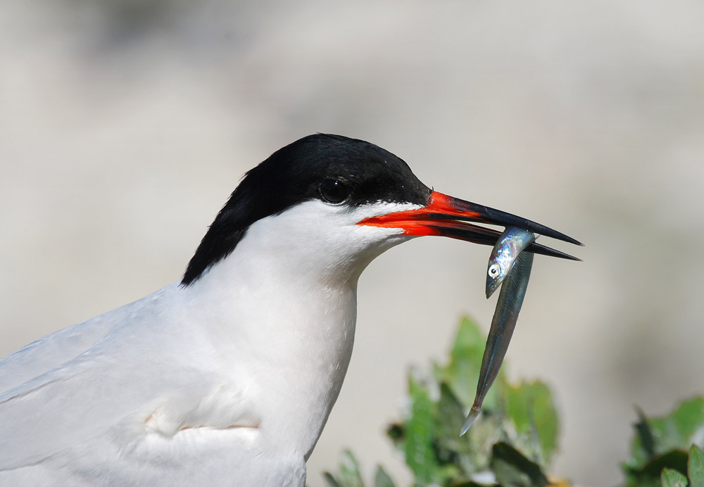 Roseate tern with a sandeel