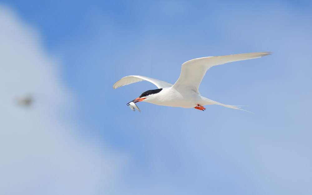 Roseate tern with sprat