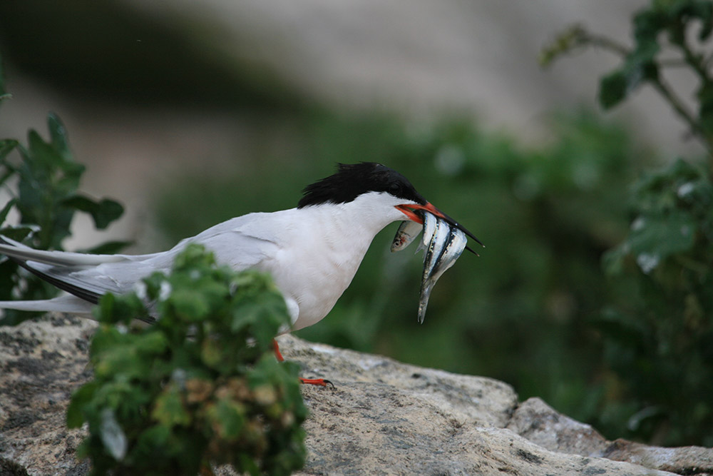 Roseate tern with several sprat in its bill